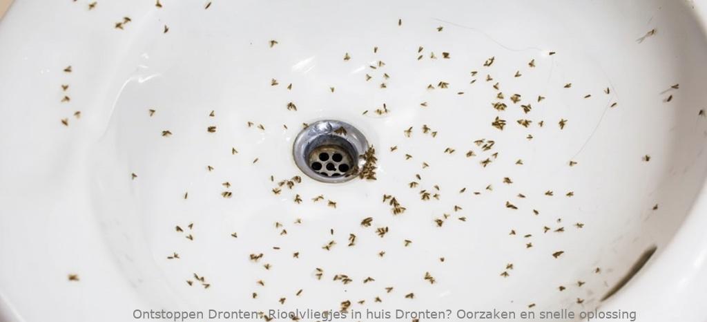 Rioolvliegjes in huis Dronten? Oorzaken en snelle oplossing